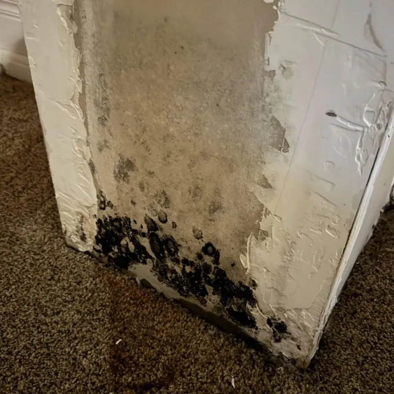 Professional Mold Removal in Winters, TX